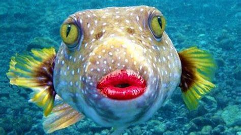Funny Fish Fact 1 This Fish Has Funny Big Lips Hahahah Look At His