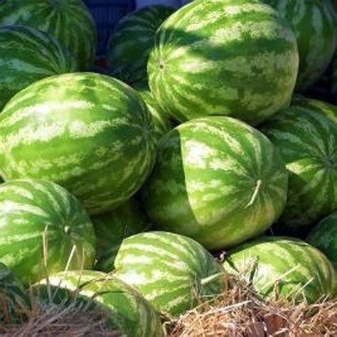 Bitter melon and more companion plants growing closely together for mutual benefits. A Companion Plant for Watermelon | Plants