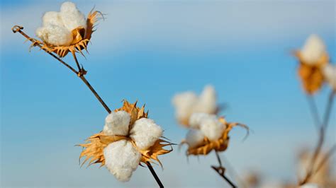 What is Supima or Pima Cotton? How does it compare to Egyptian 