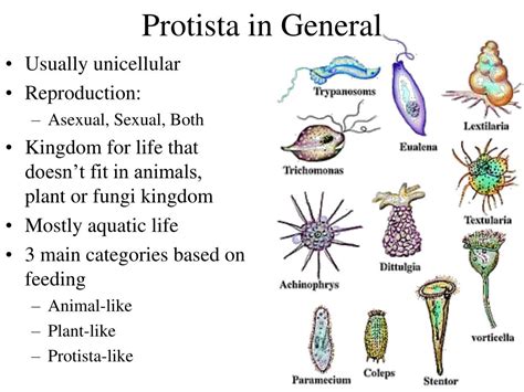 Ppt Topic 1 Classification Powerpoint Presentation Free Download