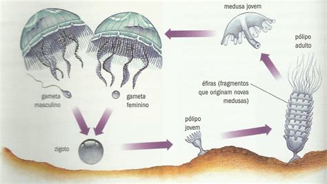 O Que é Alternância De Gerações Askschool