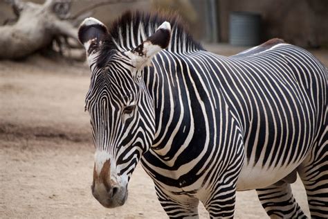 The Zebra Lovely Animal All Interesting Facts Animals