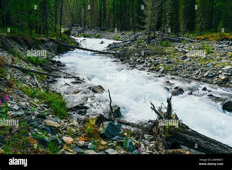 Mountain River In Siberian Taiga Fast Stream In Coniferous Forest The