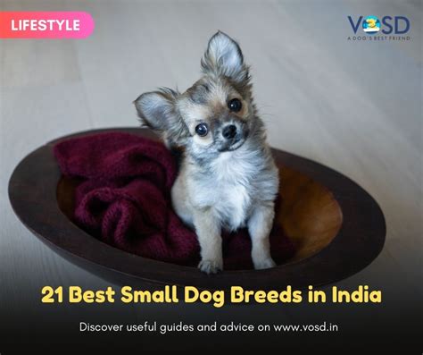 Top 10 Cute Dogs Breeds In India That Will Melt Your Heart
