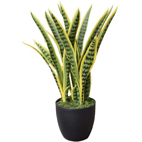 A Green And Yellow Plant In A Black Pot On A White Background With Clippings