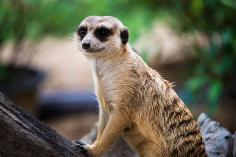 Meerkats Wild Animals News And Facts By World Animal Foundation