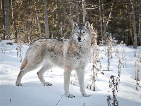 Female Wolf Young Female Wolf Walking On Fresh Snow Looking At You