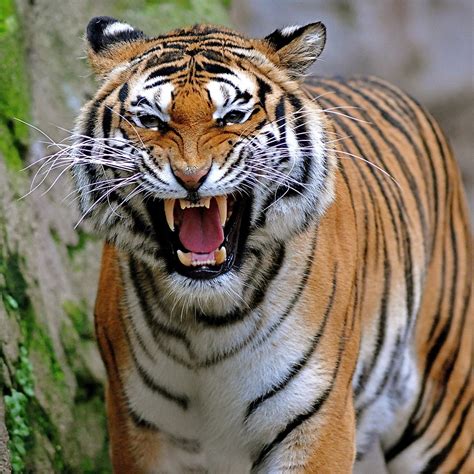 Bengal Indian Tiger