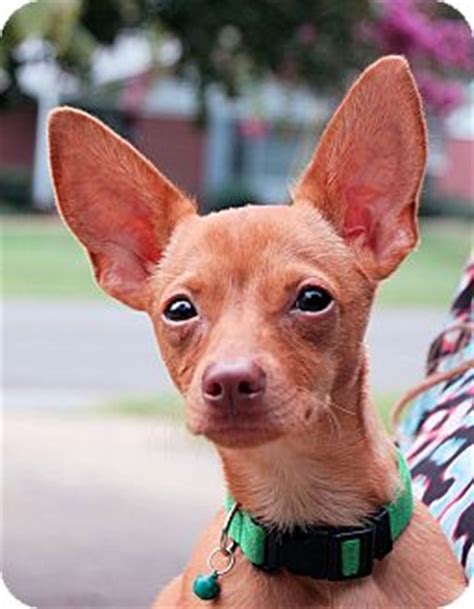 You may know about the rat terrier and chihuahua dog breeds. Ludo | Adopted Puppy | Joan | White Plains, NY | Chihuahua ...