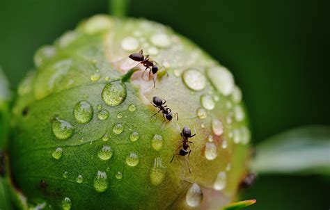Auch gegen ameisen kommen diverse von ihnen zum einsatz, zum beispiel backpulver, kupfer oder zimt. Ameisen in Haus und Garten bekämpfen | Futura GmbH