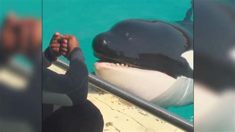 Killer Whale Learns To Say Hello Bye Bye And More Video Abc News