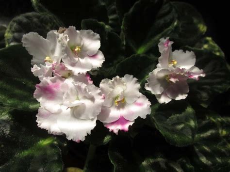 African violet society of america | pink pizazz (h. My white African Violet turned pink : Grows on You