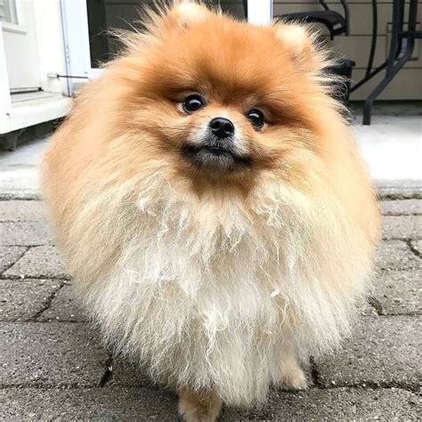 Is A Pomeranian Aggressive Pets Lovers