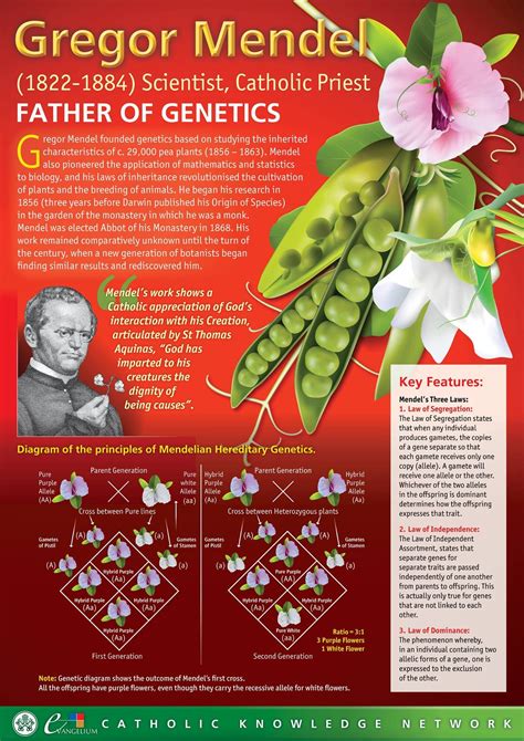 Why Did Mendel Use Pea Plants In His Experiments Plants Bs