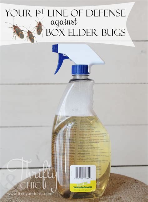 How To Rid Your House Of Those Pesky Box Elder Bugsthe Safe Way