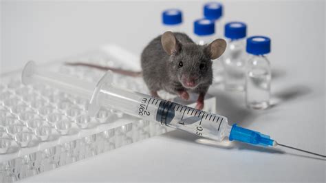 Big Data Can Make Lab Mice Studies More Relevant To Humans Israel21c