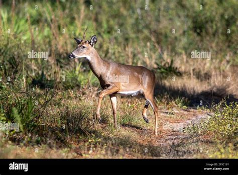 Florida White Tailed Deer Hi Res Stock Photography And Images Alamy