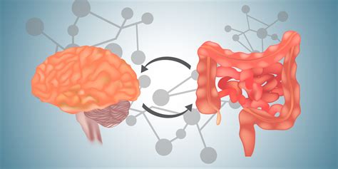 How Gut Bacteria Affects Body And Brain Rakesh Babu