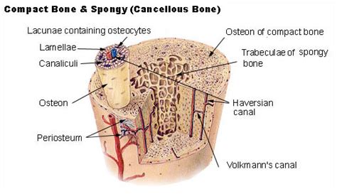Types Of Bones In Body Bone And Spine