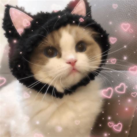The Best 29 Matching Pfp Cute Cat Profile Picture