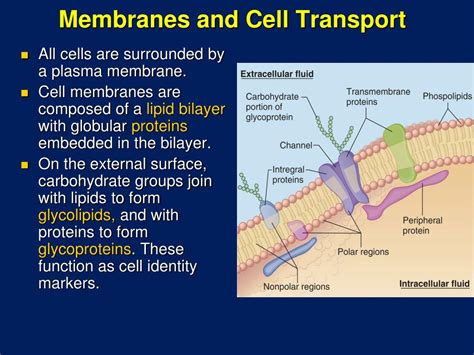 PPT Cell Membrane Structure And Function PowerPoint Presentation Free Download ID
