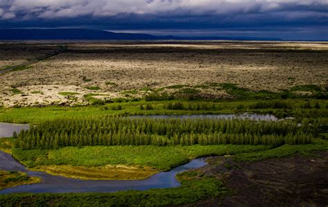 Vikings Razed The Forests Can Iceland Regrow Them The New York Times