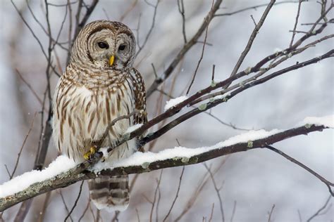 Banco De Imágenes Gratis Búho En La Nieve Owl In The Snow Aves