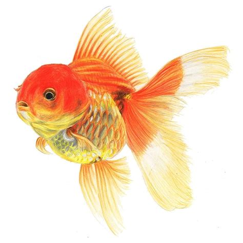 Goldfish Art Watercolor Fish Fish Drawings Colouring Pics Monster