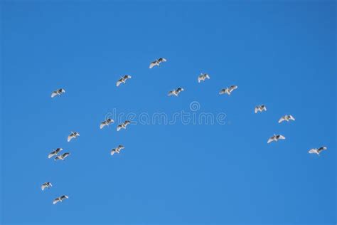 Low Angle Shot Of White Birds Flock In The Blue Sky Stock Photo Image