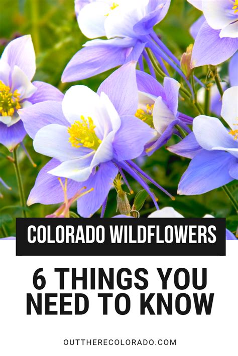 Colorado Wildflowers 6 Things You Need To Know Colorado Wildflowers