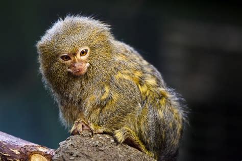 Marmoset Wallpapers High Quality Download Free