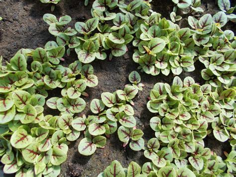 Are un gust acru și este folosită în salate sau în ciorbe. SEMINTE MACRIS SANGERIU-RUMEX SANGUINEUS - markossafta