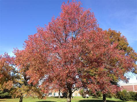On sprouts or young trees, the leaves may have a few coarse teeth. Liquidambar styraciflua - Wikipedia