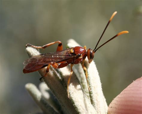 Ichneumonidae Ii Unidentified Ichneumon Wasp Found Flickr