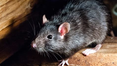 The Disturbing History Of Rats And Torture