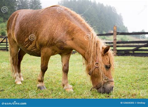 Brown Pony Grazing Stock Image Image Of Livestock Grazing 53604305