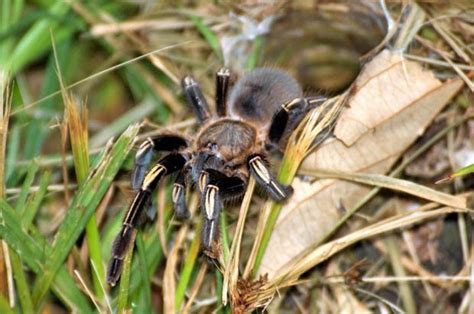 Entre e conheça as nossas incriveis ofertas. Aranha Caranguejeira: Curiosidades, Habitat, Filhote e ...