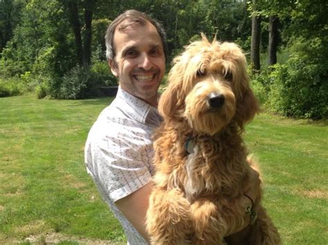 I will talk about this later in the post, but for now poodles therefore it is important that you properly socialize and train your miniature goldendoodle early on. The Defining Standards for Goldendoodles - Goldendoodles 101