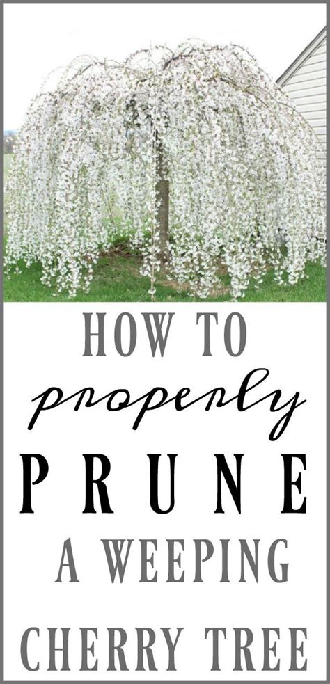 How To Prune A Weeping Cherry Tree Weeping Cherry Tree Wheeping Cherry Tree Cherry Trees Garden