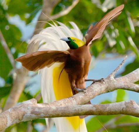 The Species Birds Of Paradise Project