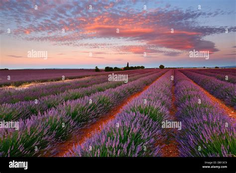 Sunrise With Beautiful Clouds Over Lavender Field Provence France