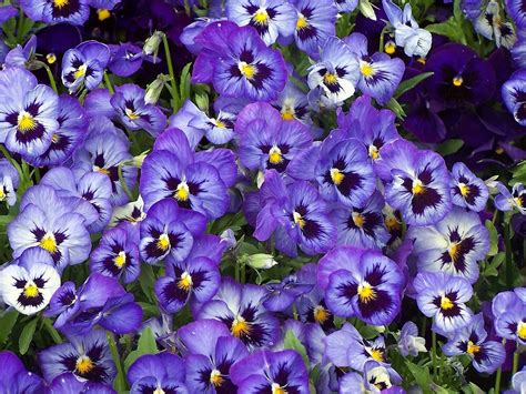 Purple Pansies By Heidi Snyder Redbubble