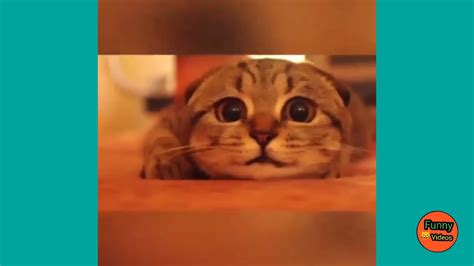🤣 Funniest 🐶 Dogs And 😻cats Try Not To Laugh Best Of The 2020 Funny