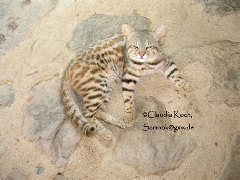 In fact, they have been said to have a greater geographic range than any other south american cat. CalPhotos: Oncifelis colocolo; Pampas Cat