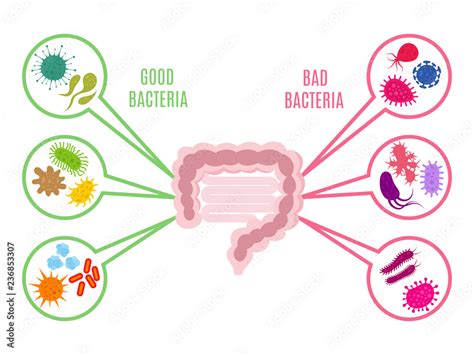 Poster Of Intestinal Flora Gut Health Vector Concept With Bacteria And