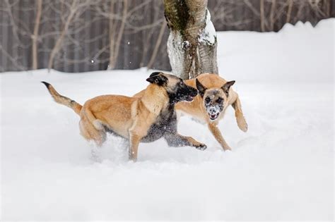 Beautiful Belgian Shepherd Malinois Dog In Winter Dog At The Snow And