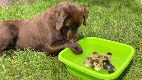 Chocolate Labrador Retriever Meets Baby Ducklings For The First Time