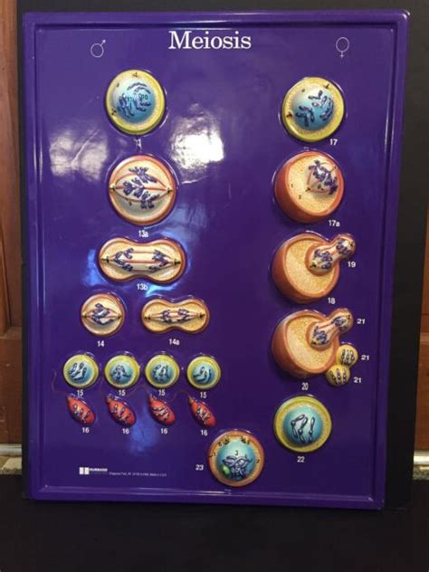 Hubbard Scientific Meiosis 3 D Educational Biology Anatomy Wall Model