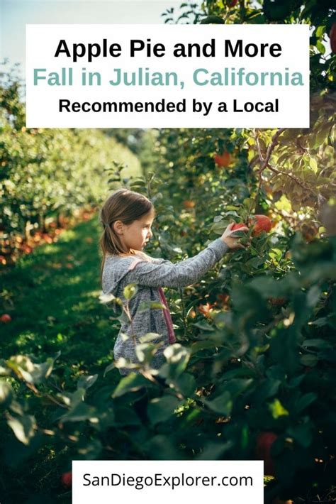 Orchard hours are saturdays and sundays during. Julian Apple Picking Season is NOW: Best Orchards ...