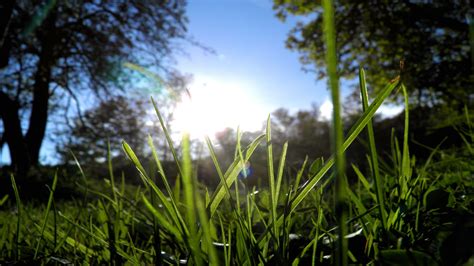 Hd Grass Wallpaper 75 Pictures